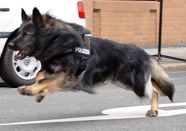 Schutzhund im Einsatz